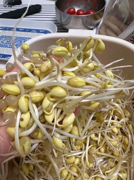 黄豆芽的自制方法
