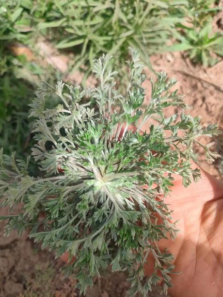 白蒿的食用方法