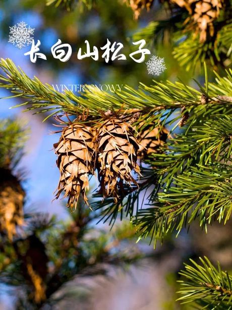 松子长在哪里？