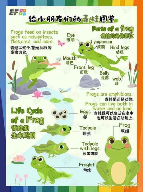 青蛙用英语怎么说，青蛙的英文表达方式