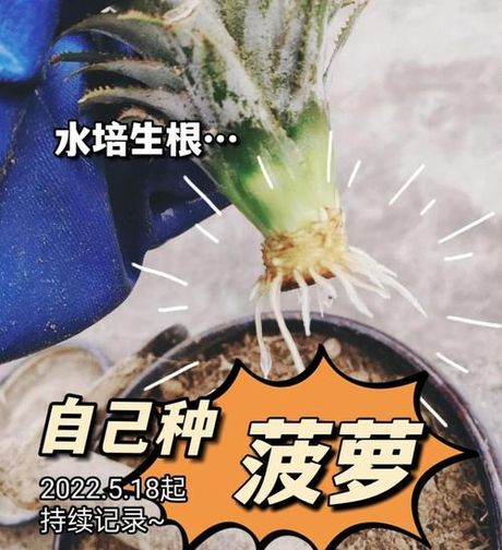 菠萝怎么种植方法，菠萝种植方法