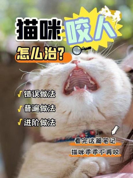猫咬人怎么教育：理解原因与纠正方法