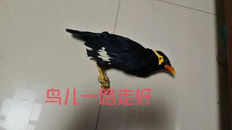 鹩哥幼鸟多少钱一只