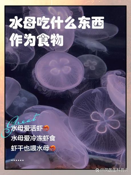 水母可以吃吗？探索海洋中的美味与危险