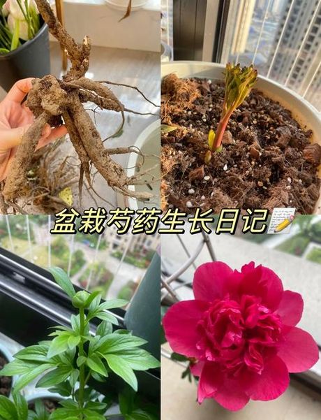 为什么家里不能种芍药