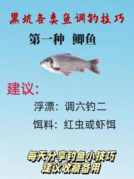 钓鱼黑坑：揭秘与趣谈