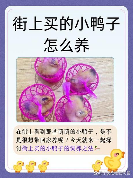 小鸭子怎么养