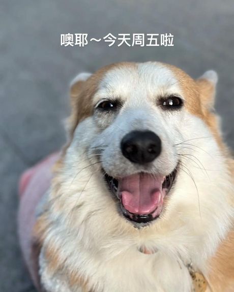 “嘻嘻”是什么意思？