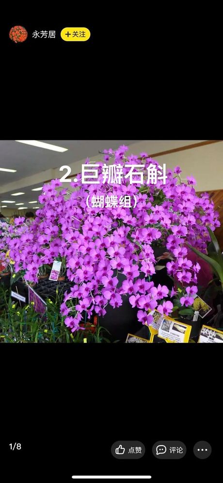 蝴蝶石斛：不仅仅是观赏