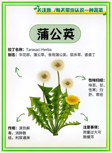新鲜的蒲公英怎么吃，新鲜蒲公英的食用方式