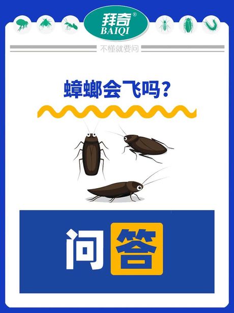 蟑螂为什么会飞