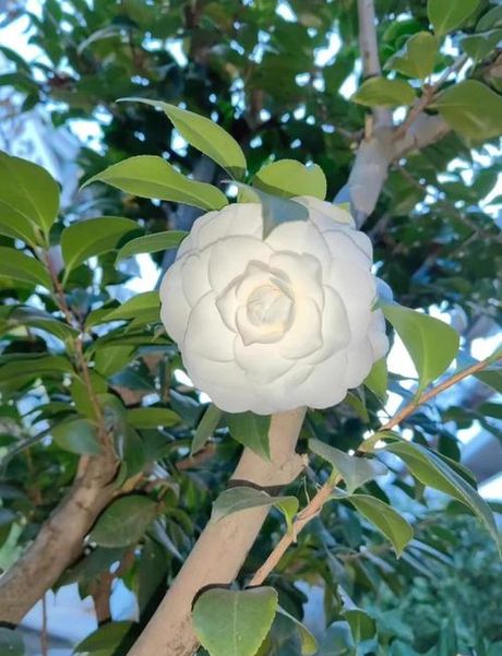 白茶花：纯洁与坚韧的象征