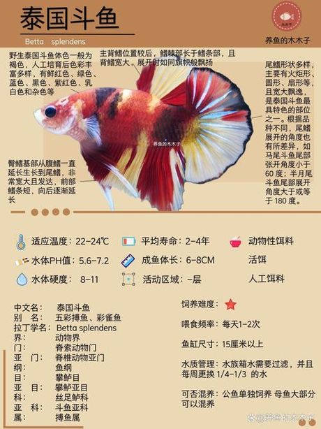 泰国斗鱼价格，泰国斗鱼的价格及其市场分析