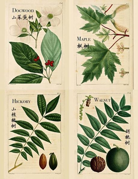 探索“Maple”的多重含义