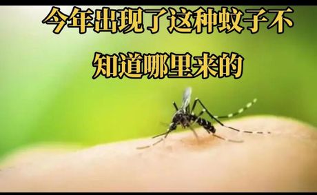 绿色的蚊子出现的原因，绿色蚊子的出现原因及防治方法
