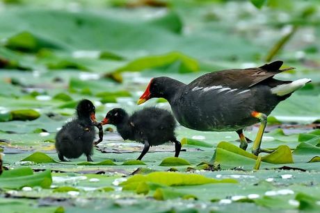 洛克王国灵石怎么得，洛克王国灵石获取方法