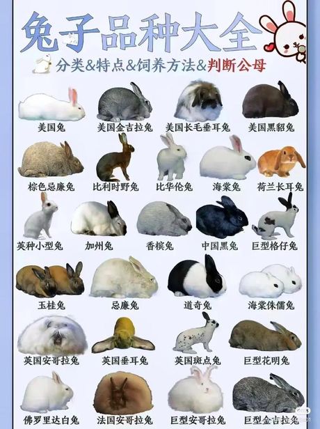 兔子几个月大就可以繁殖小兔子
