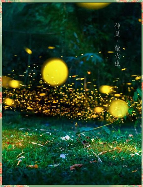 萤火虫公园：自然与科技的和谐融合