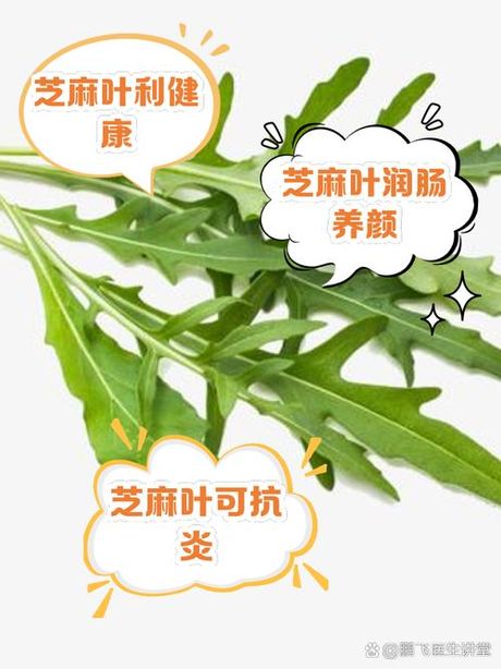 新鲜芝麻叶的食用方法