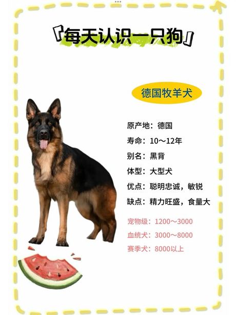 牧羊犬价格揭秘