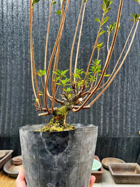 杜鹃花修剪技巧