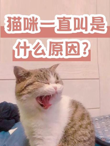 幼猫晚上一直叫怎么办