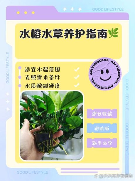 水榕怎么养：全方位养护指南
