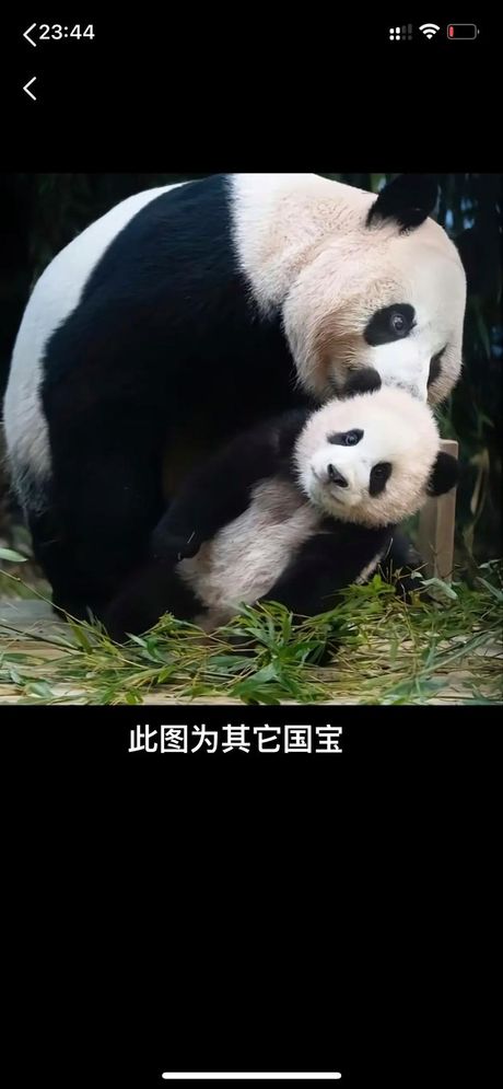 熊猫为什么被称为国宝