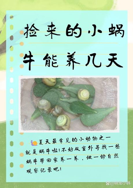 如何饲养蜗牛