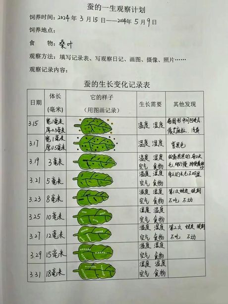 蚕宝宝怎么养