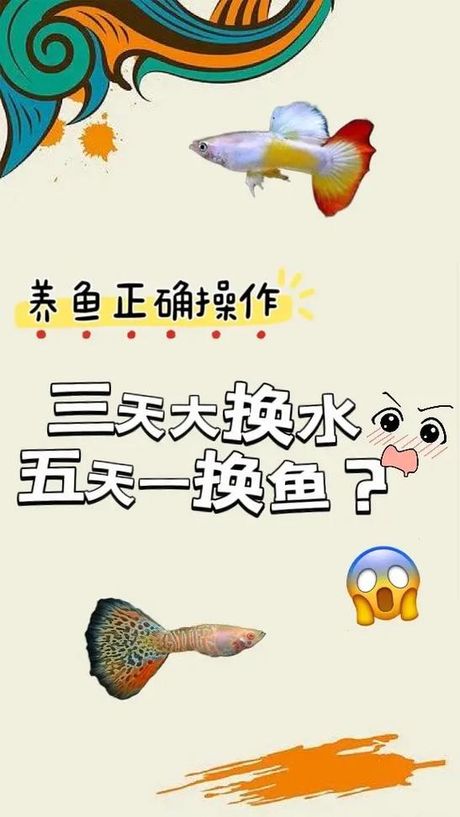 养金鱼的换水技巧