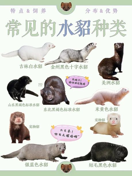 貂多少钱一只，貂多少钱一只？2025年最新价格指南