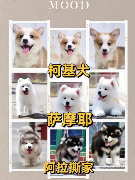 上海柯基价格揭秘