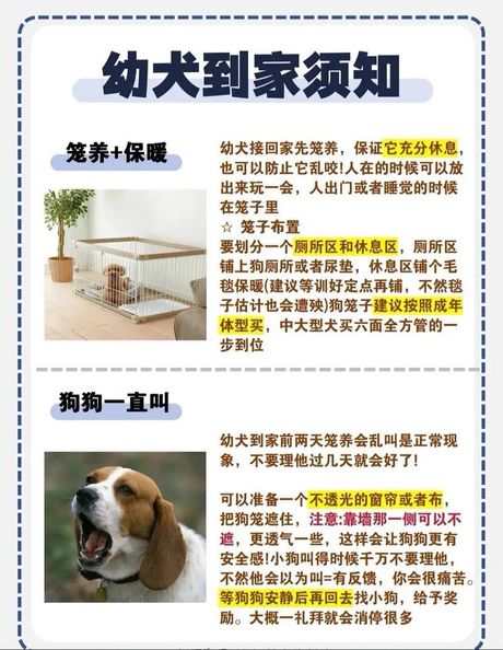 怎么让狗狗弄自己：训练狗狗自我清洁和照顾