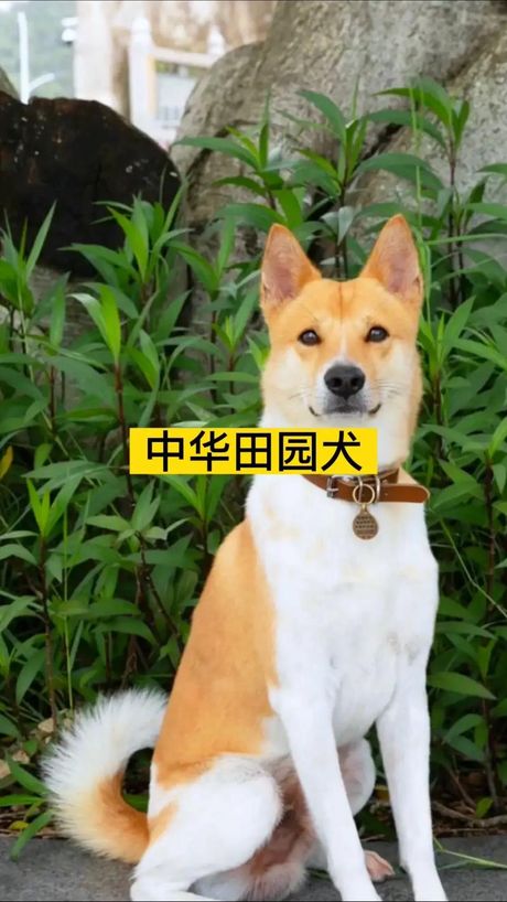 狗的寿命：忠诚伙伴的生命之旅