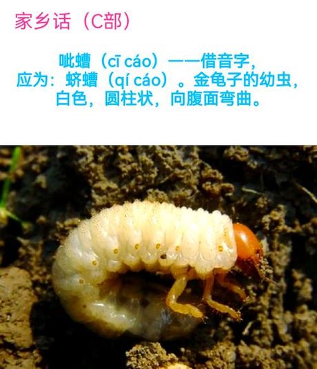 蝤蛴怎么读：探索汉语成语中的自然意象