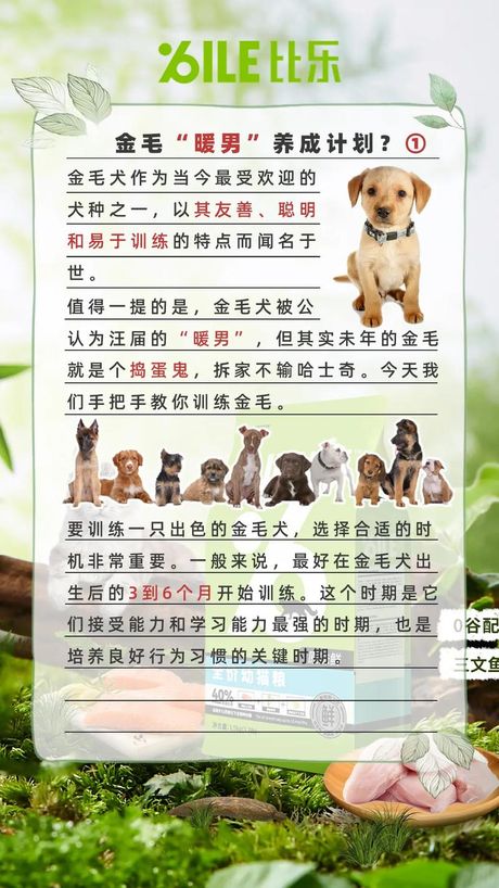 如何训练金毛犬成为家庭好伴侣