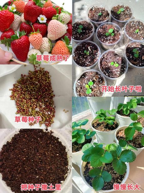 如何在园艺上给女朋友种植草莓