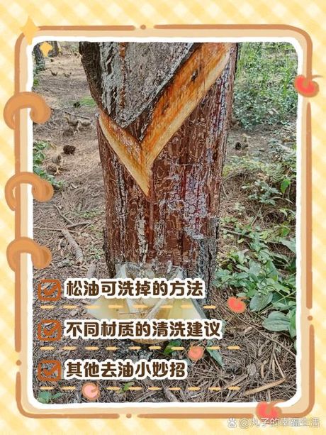 松树油怎么能洗掉，如何去除松树油污渍