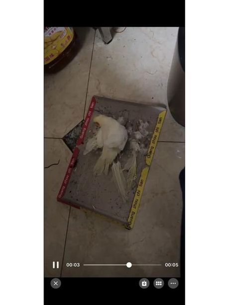 老鼠贴的胶怎么洗掉