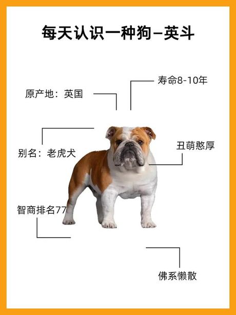 英牛犬价格揭秘