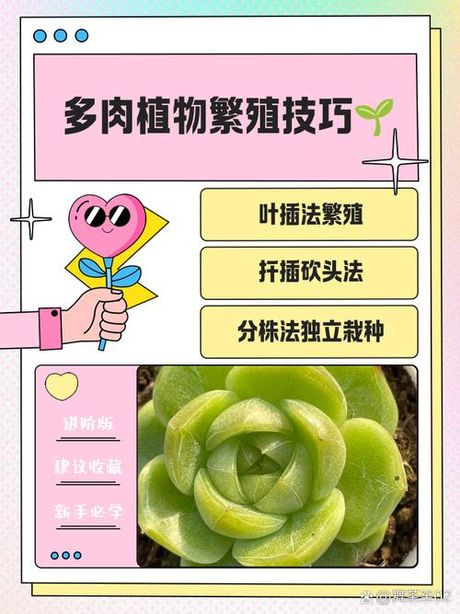 多肉植物怎么繁殖，多肉植物繁殖技巧全解析