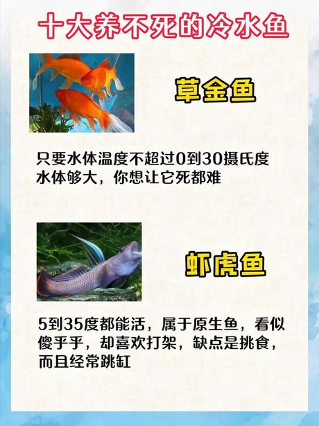 红鲫鱼的养殖指南