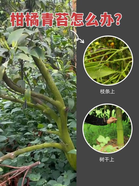 清除青苔的小技巧
