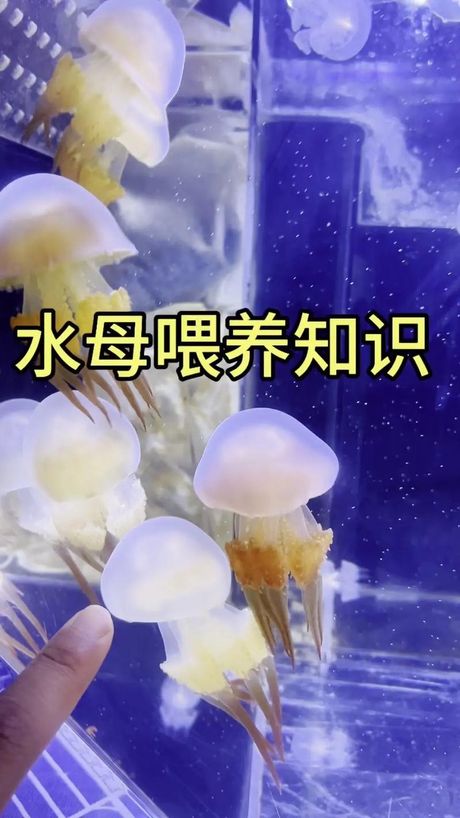 水母怎么吃：食用方法与技巧