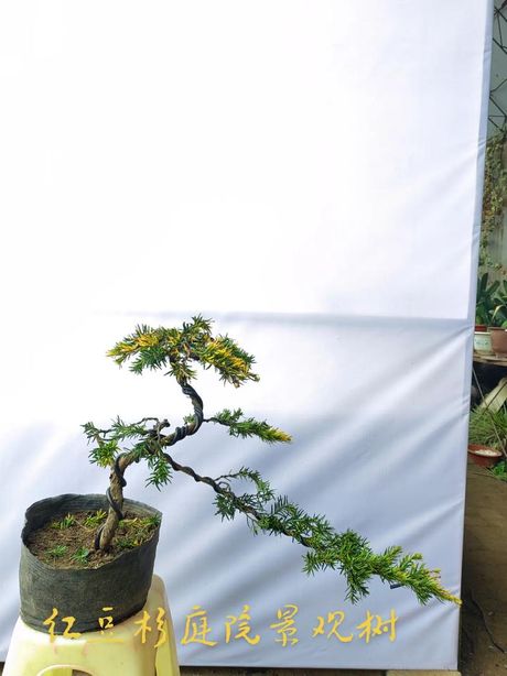 红豆杉盆景养殖方法