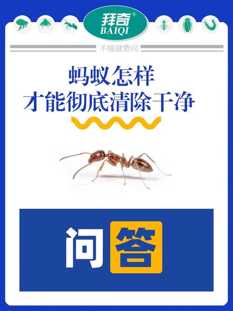 家里有蚂蚁怎么办？彻底除根的方法