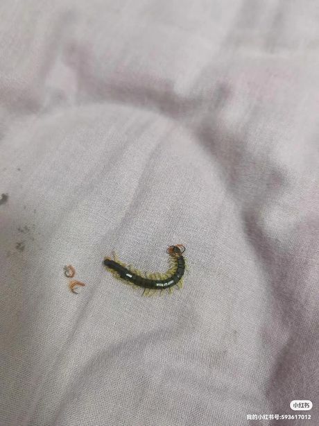 被小蜈蚣咬了怎么处理