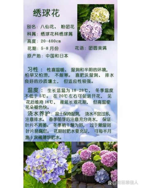 绣球花：美丽背后的误解
