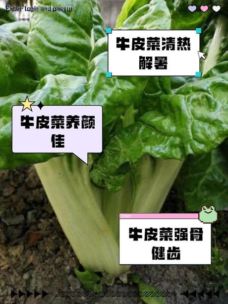 牛皮菜的美味烹饪指南